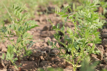 lentils farm for harvest are cash crops