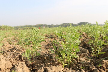 lentils farm for harvest are cash crops