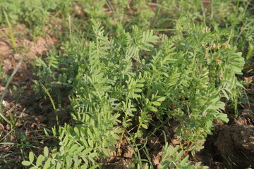 lentils farm for harvest are cash crops