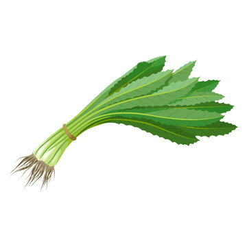 Illustration of Eryngium foetidum, common names Mexican coriander, samat, bandhaniya, sawtooth coriander, and Shadow Beni, isolated on white background.