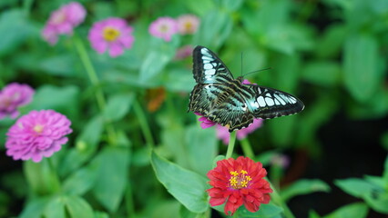 A Glimpse into Paradise: The World of the Parthenos sylvia