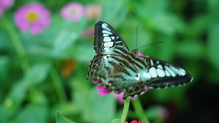 The Jewel of the Avian World: The Parthenos sylvia