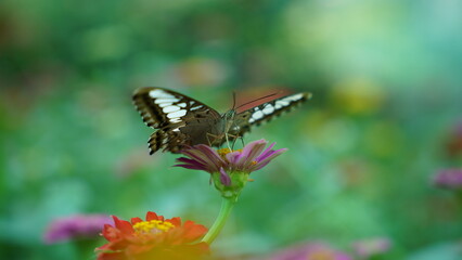 Unveiling the Mystery: The Fascinating Life of the Parthenos sylvia