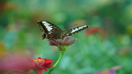 On the Brink: The Conservation Status of the Parthenos sylvia