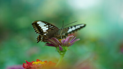 Wanderers of the Woods: The Migration Patterns of the Parthenos sylvia