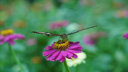 A Songbird's Serenade: The Melodious Tunes of the Parthenos sylvia