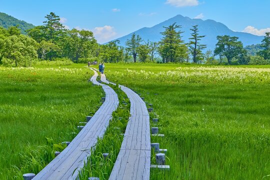 夏の群馬県片品村の尾瀬 山ノ鼻付近の上田代からコバイケイソウの咲く湿原と燧ヶ岳の眺望