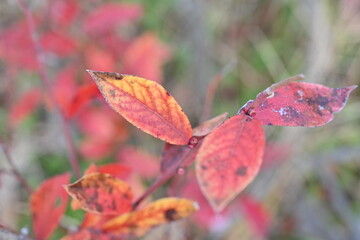 Blueberry autumn leaves. Ericaceae deciduous shrub fruit trees. Flowers bloom in spring and produce blue-purple berries after the flowers. The autumn leaves are beautiful.