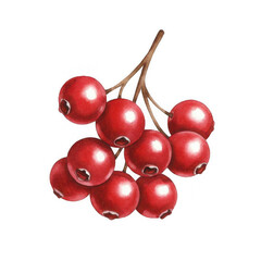 Fresh Red Berries Cluster Food Photography Studio Setting Transparent Background Close-Up View for Culinary Art