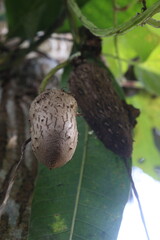 Dioscorea bulbifera plant on farm