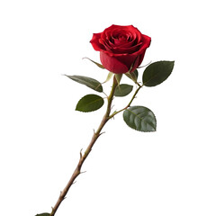 Obraz premium A single red rose positioned on a white surface, with sufficient space available for written material.