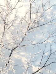 Obraz premium Frost-Covered Tree Branches in Sunlit Winter Scene