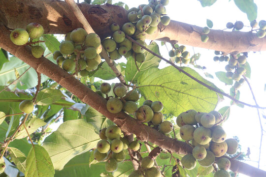 Ficus nota on tree in jungle