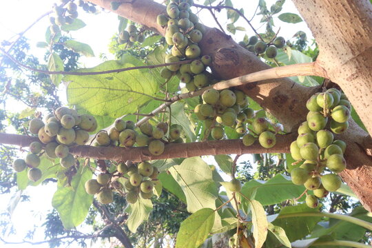 Ficus nota on tree in jungle