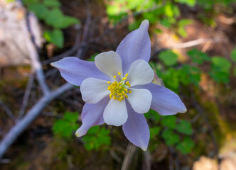 Purple and yellow Flower on the way to Mayflower Gulch