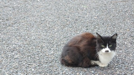 野良猫