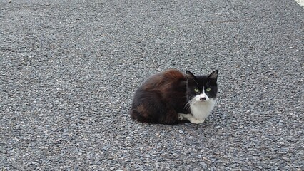 野良猫
