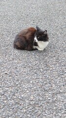 野良猫