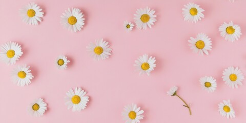 Fototapeta premium Minimalist Daisy Arrangement on Soft Pink Canvas - Nature Inspired Spring Aesthetic