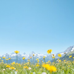 Obraz premium Tranquil Alpine Meadow in Spring Bloom Yellow Flowers and Majestic Mountains Under Clear Blue Sky