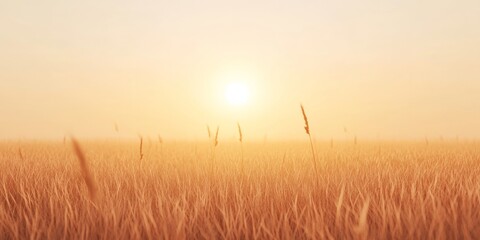 Fototapeta premium Serene Sunlit Meadow with Golden Wheat at Sunrise Capturing Tranquil Nature Scenery