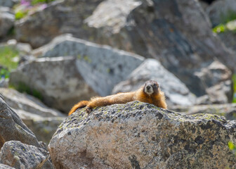 Marmot in the sunshine on the rocks in Mayflower Gulch