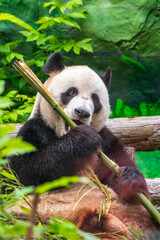 Obraz premium The Giant Panda Bear sits while eating a bamboo stalk
