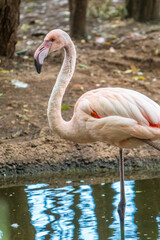 The greater flamingo, Phoenicopterus roseus, standing in water on lake shore.