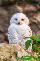 A snowy owl sits on a rock cliff.