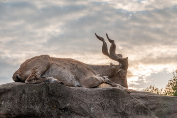 Close-up portrait of Markhor, Capra falconeri, wild goat native to Central Asia, Karakoram and the...