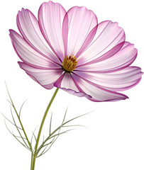 Elegant Cosmos flower icon clipart for creative projects and unique designs.