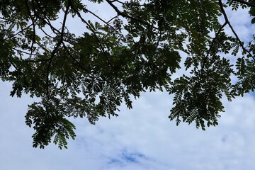 A canopy of leaves creates a natural frame against the sky.