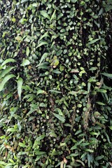 A tree trunk is completely covered in vibrant green vines.