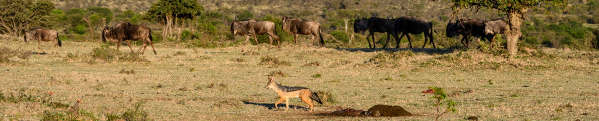 Black Backed Jackel on the savanna of the Mara Conservancy in Kenya with wildebeest in background, part of the great migration, African adventure safari
