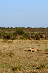 Black Backed Jackel on the savanna of the Mara Conservancy in Kenya with wildebeest in background, part of the great migration, African adventure safari
