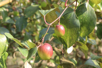 Ziziphus mauritiana fruit on tree in farm