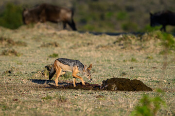 Black Backed Jackel feeding on a wildebeest carcass on the savanna of the Mara Conservancy in Kenya, part of the great migration, African adventure safari
