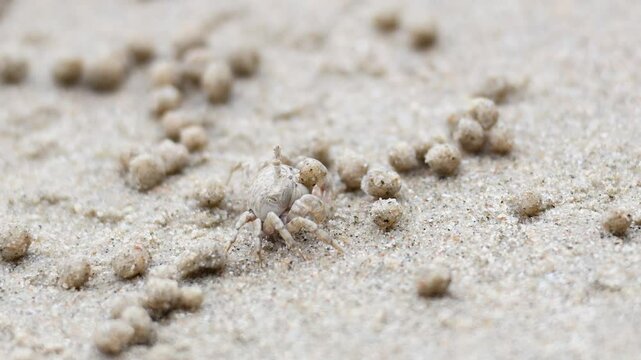 Ghost Crab Activity on Krabi Beach