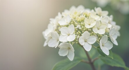 "Delicate White Hydrangea Blooms in Soft Focus"