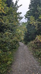 Fototapeta premium path in the woods