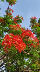 Obraz premium close up of a Red flamboyant flower or fire flamboyant or delonix regia in full bloom