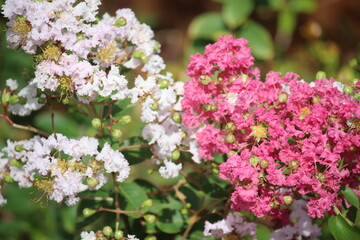 close up of Japanese bungur flower or lagerstroemia indica or micro cherry blossom in bloom in pink and white 