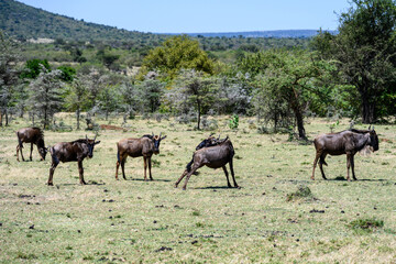 Herd of blue wildebeest walking and grazing in the grasslands of the Mara Conservancy in Kenya, part of the great migration, African adventure safari
