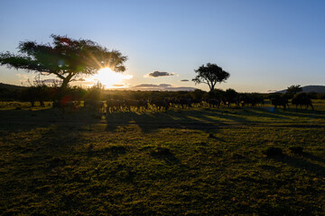 Herd of blue wildebeest walking on the savanna at sunset in the Mara Conservancy in Kenya, part of the great migration, African adventure safari 
