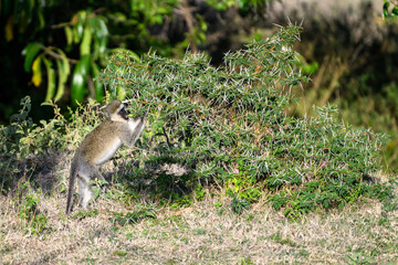 Vervet Monkey feeding on an acacia tree with very large thorns, Mara Conservancy in Kenya, part of the great migration, African adventure safari
