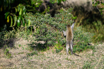 Vervet Monkey feeding on an acacia tree with very large thorns, Mara Conservancy in Kenya, part of the great migration, African adventure safari
