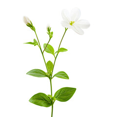 Fototapeta premium Single white flower with green leaves isolated transparent background