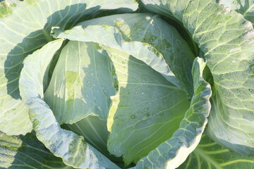 cabbage on farm for harvest are cash crops