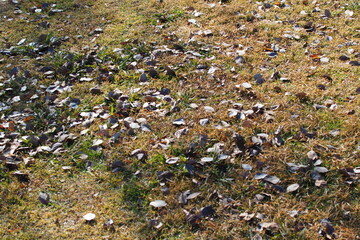 芝生の上に広がる落ち葉