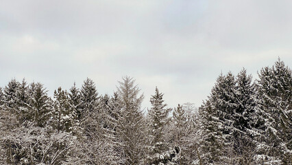 A beautiful winter treeline has snow on the branches. The beautiful and cold seasonal landscape has copy space in the sky.